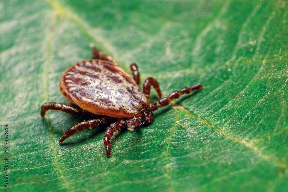A dangerous parasite and infection carrier mite sitting on a green leaf A dangerous parasite and infection carrier mite sitting on a green leaf