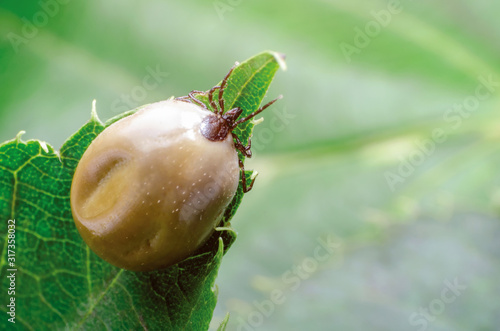 Obraz na płótnie Swollen mite from blood, a dangerous parasite and carrier of infection sits on a