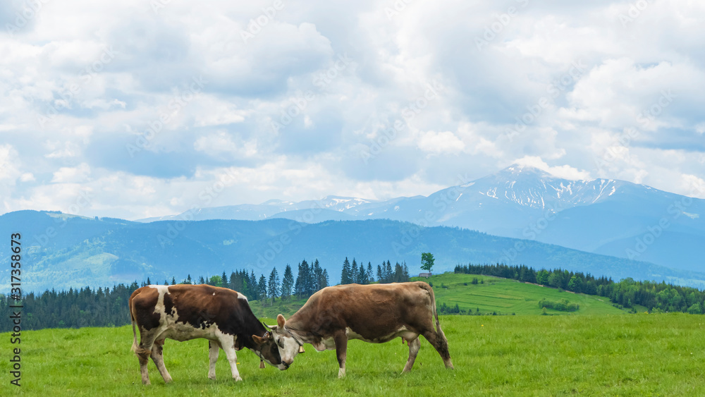Idyllic landscape in the mountains with cows grazing in fresh green meadows, typical farmhouses and snowcapped mountain tops. Agriculture concept.