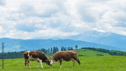 Idyllic landscape in the mountains with cows grazing in fresh green meadows  typical farmhouses and snowcapped mountain tops. Agriculture concept.