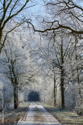 Snow covered forest in sunlight