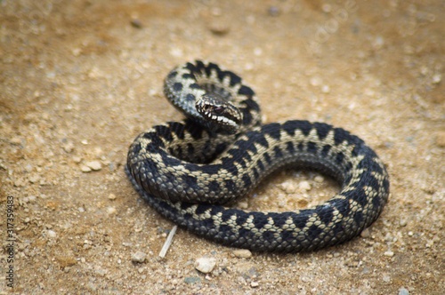 snake on rock Scotland wildlife