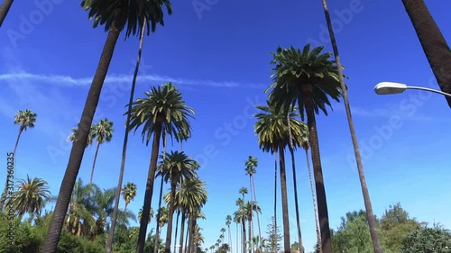 Palm trees passing by a blue sky. Driving through the sunny Beverly Hills. Los Angeles, California. Blue. 