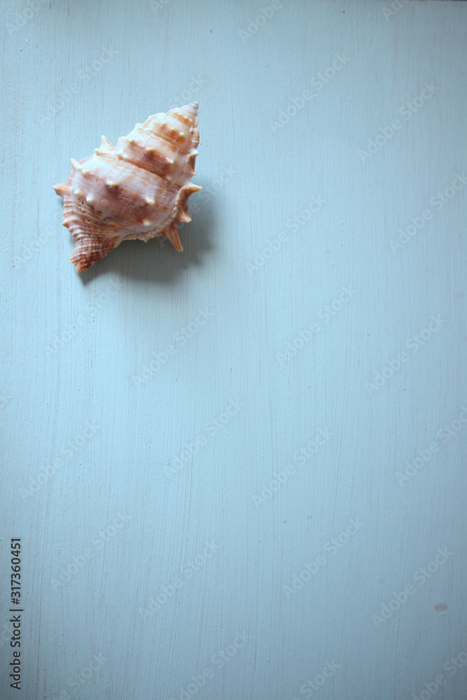 A marine gastropod shell on a white board and copy space A marine gastropod shell on a white board and copy space