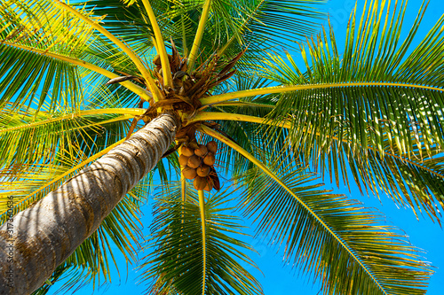Coconut palm trees beautiful tropical background.
