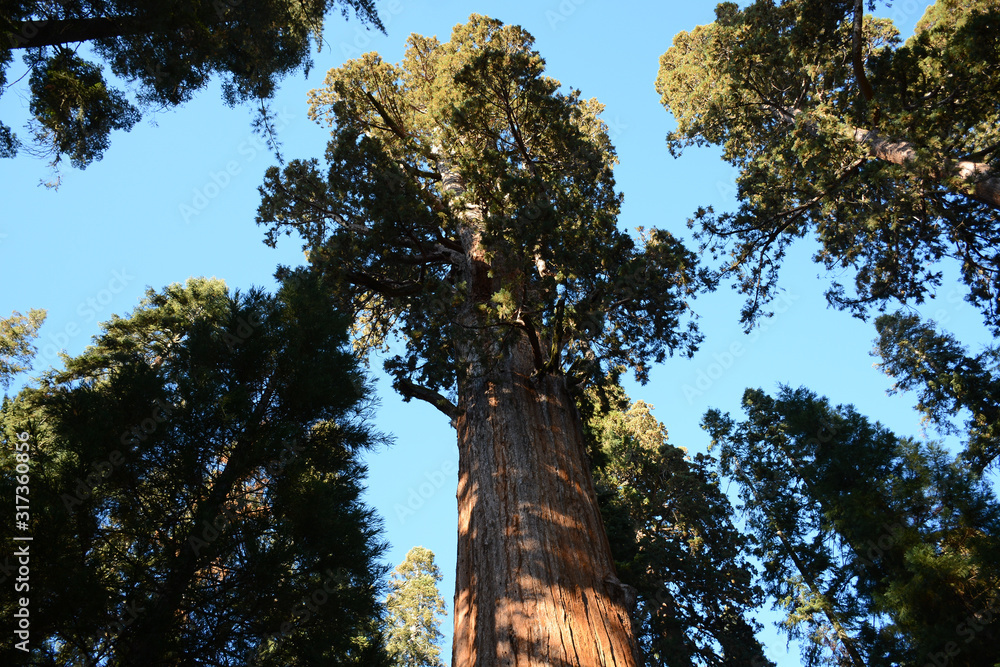 Sequoia National Park, California, USA - November 7, 2019: General Sherman Tree
