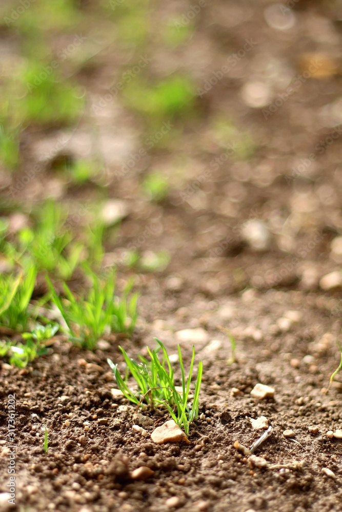 Grass growing in a garden. Close-up, selective focus. Grass growing in a garden. Close-up, selective focus.