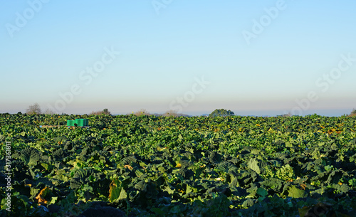View of a green cabbage patch field in Brittany, France