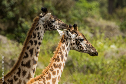 Giraffa africana © Mik76