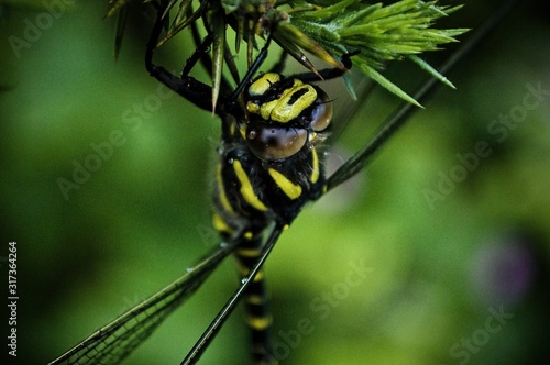 Scotland Wildlife photography macro dragonfly