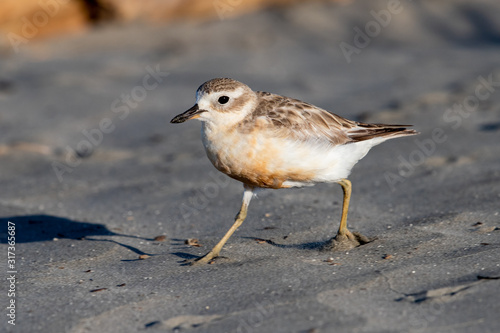 Red-breasted Endemic New Zealand Dotterel
