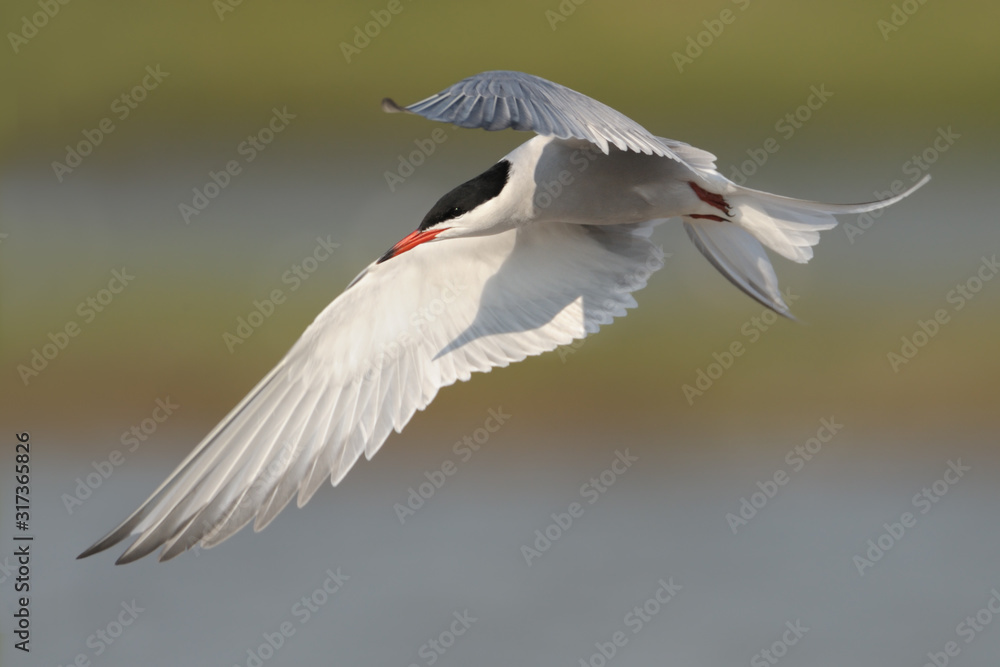 Flussseeschwalbe Sterna hirundo Flussseeschwalbe Sterna hirundo