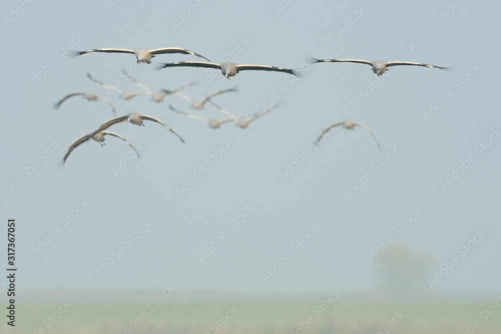 Grauer Kranich Grus grus Grauer Kranich Grus grus