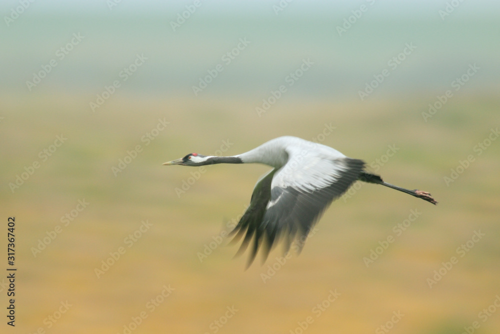 Fototapeta premium Grauer Kranich Grus grus