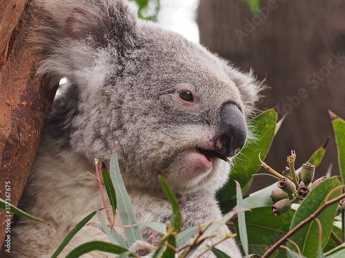 Sparkling Engaging Bright-Eyed Koala Cheerfully Gobbling Gum Leaves.