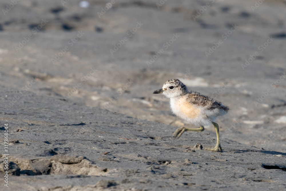 Red-breasted Endemic New Zealand Dotterel Red-breasted Endemic New Zealand Dotterel