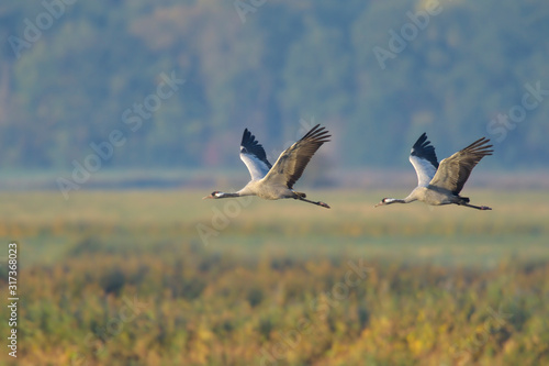Wallpaper Mural Grauer Kranich Grus grus Torontodigital.ca