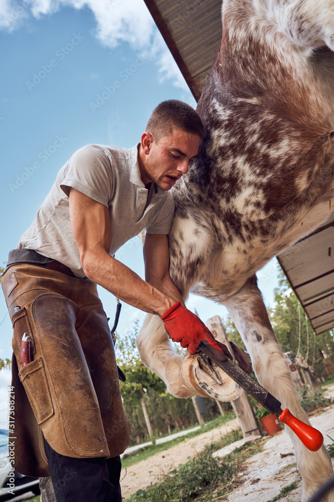 Farrier boy changing horseshoe in the stable Farrier boy changing horseshoe in the stable
