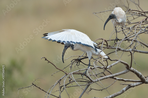 Heiliger Ibis Threskiornis aethiopicus photo