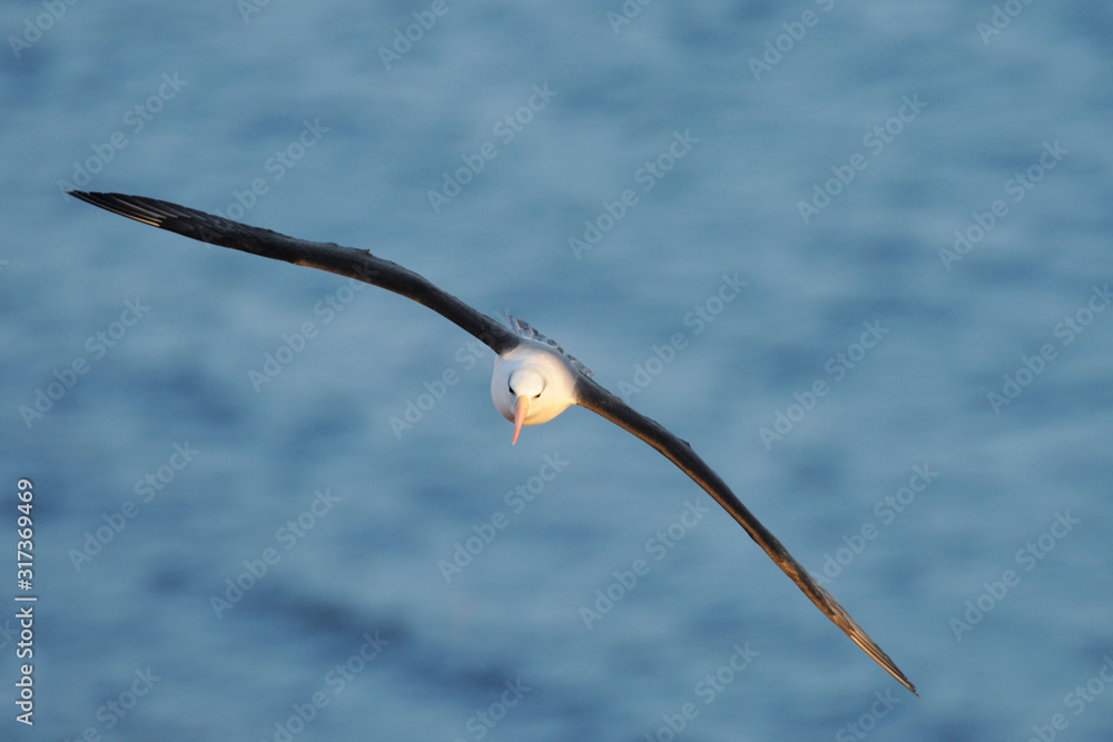 Schwarzbrauenalbatros Thalassarche melanophris Schwarzbrauenalbatros Thalassarche melanophris