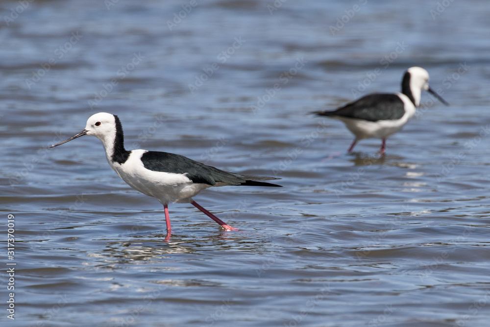 Pied Stilt wading in water in search of food Pied Stilt wading in water in search of food