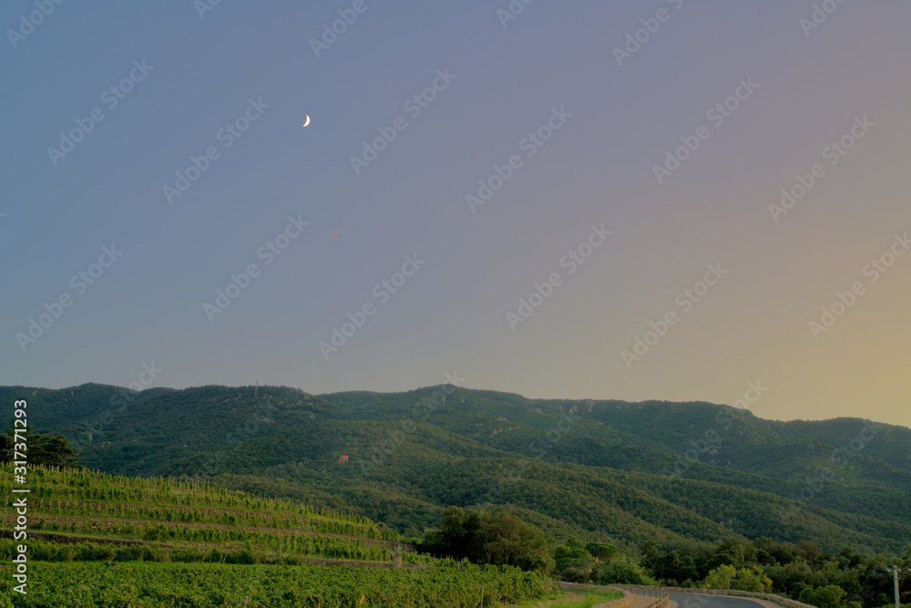 Obraz premium vineyards under the moon