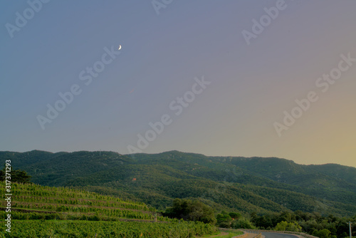 vineyards under the moon