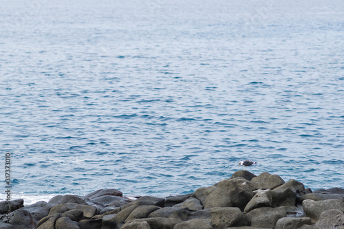 herring gull on ballast stones by the ocean. blue water background. Canary Islands, Tenerife.