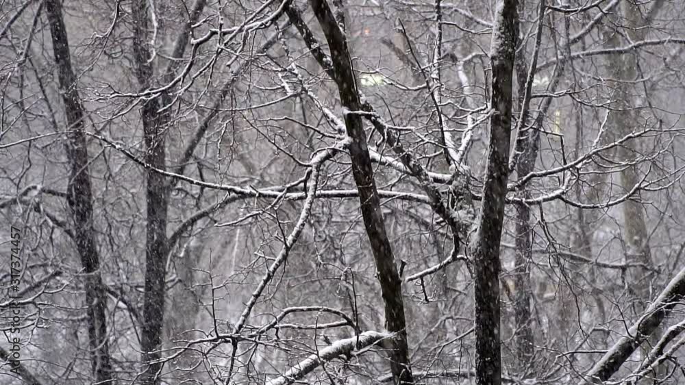 Heavy snowfall on the background of tree branches, slow motion Heavy snowfall on the background of tree branches, slow motion