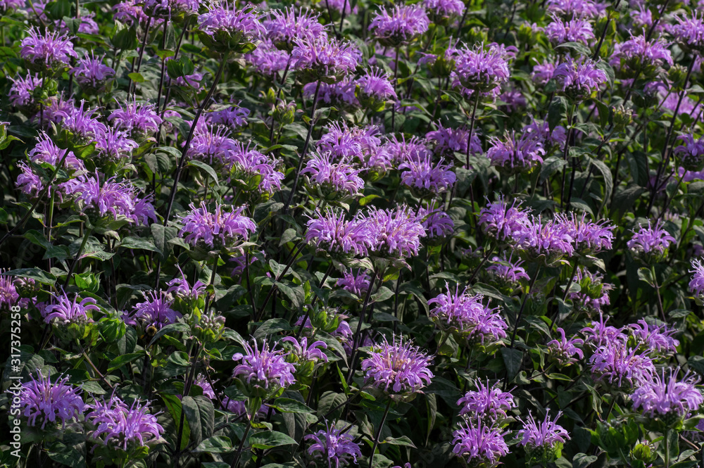 Naklejka premium Bee balm in the garden. Known as Monarda it is a genus of flowering plants in the mint family, Lamiaceae. It is endemic to North America. Common names include horsemint, oswego tea, and bergamot.