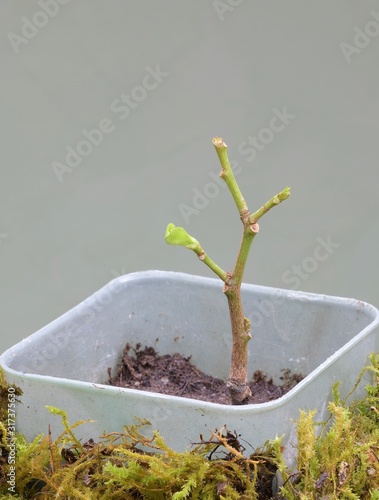 sprouts of young evergreen shrubs in pots