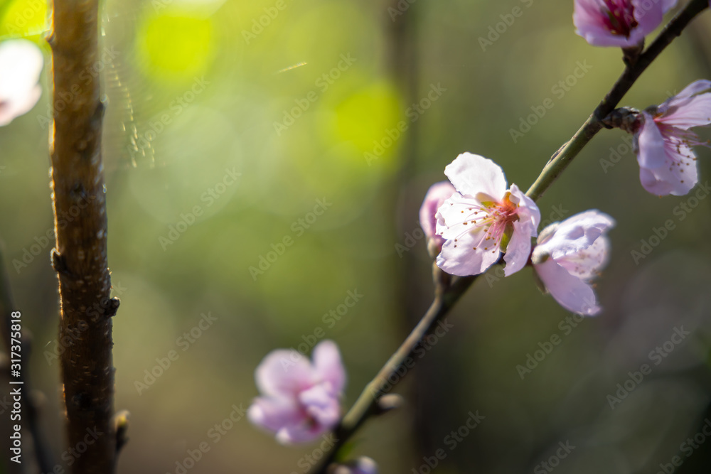 Sakura flowers blooming blossom in Chiang Mai, Thailand Sakura flowers blooming blossom in Chiang Mai, Thailand