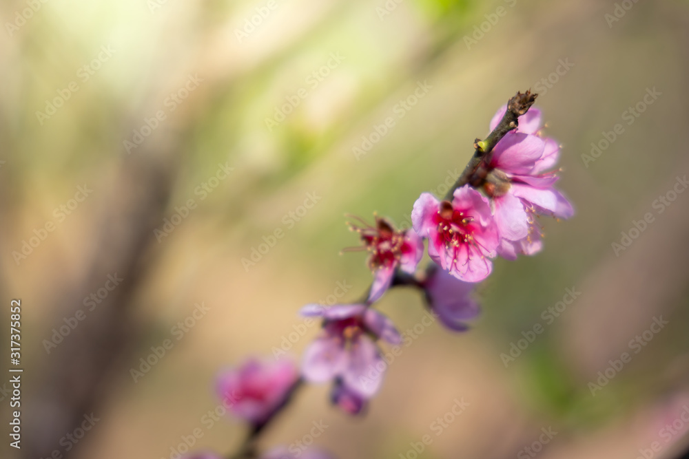 Sakura flowers blooming blossom in Chiang Mai, Thailand Sakura flowers blooming blossom in Chiang Mai, Thailand