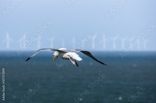 Flying gull with with offshore wind turbines in the background