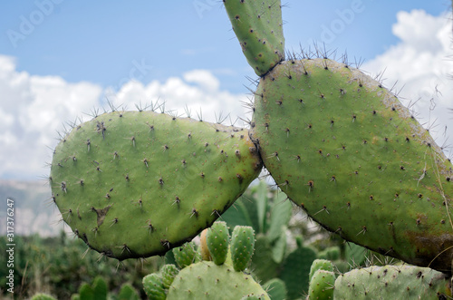 nature in the Peruvian Andes