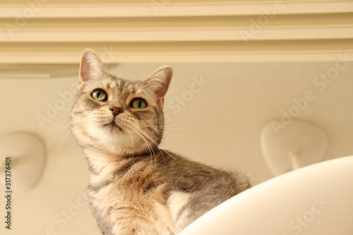 ローアングル右コピースペース猫アメリカンショートヘアー猫