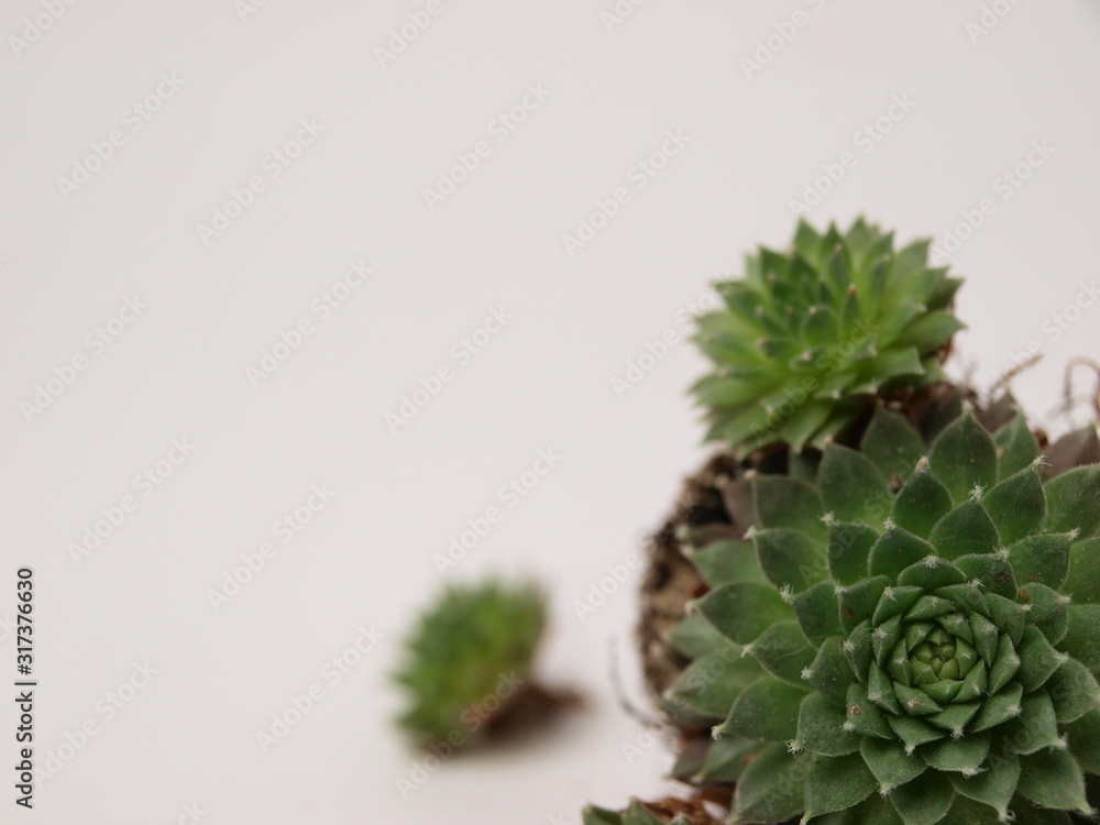 green succulents plants are shown close-up on a white background. green succulents plants are shown close-up on a white background.