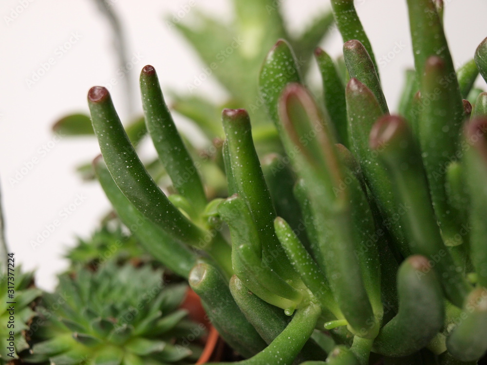 green succulents plants are shown close-up on a white background. green succulents plants are shown close-up on a white background.