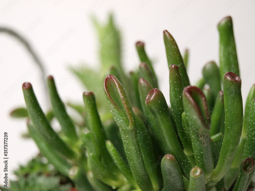green succulents plants are shown close-up on a white background. green succulents plants are shown close-up on a white background.