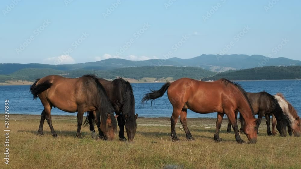 Large herd of horses stand on green meadow, calmly graze on pasture in mountains on lake, waving their tail and ears against the backdrop of mountain landscape on sunny summer day. Farming. Livestock Large herd of horses stand on green meadow, calmly graze on pasture in mountains on lake, waving their tail and ears against the backdrop of mountain landscape on sunny summer day. Farming. Livestock