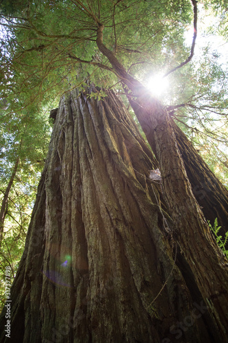 Redwood trees in Redwood forrest in California photo