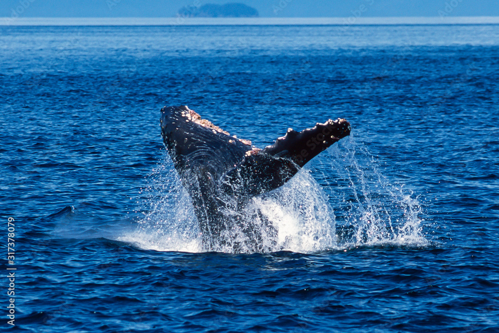 Fototapeta premium Humpback whale breaching in Alaska