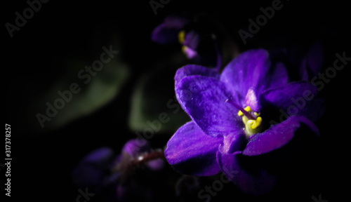 Dark Blooming Violet © Emily