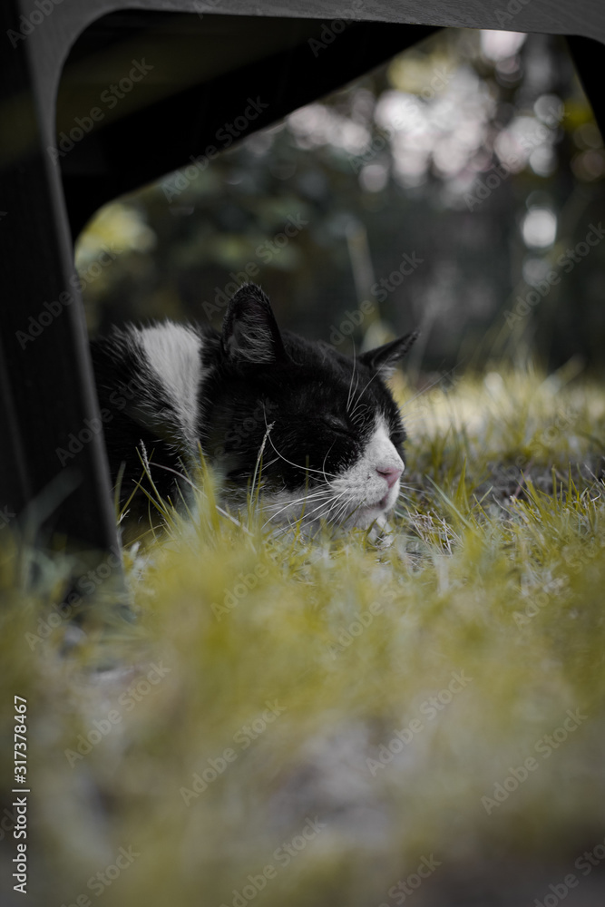 Cat sleeping on grass Cat sleeping on grass