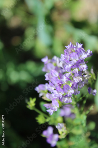 Fototapeta Naklejka Na Ścianę i Meble -  Small Purple Flowers