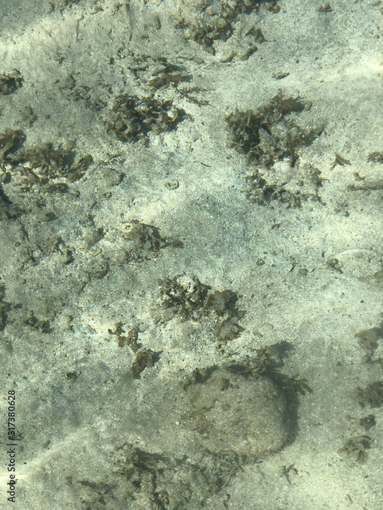 Obraz premium Sea bottom top view. Exotic underwater nature. Tropical sea ecosystem