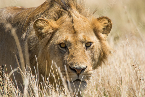 giovane leone maschio photo