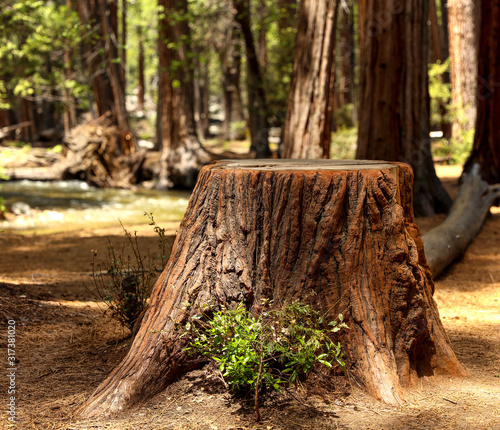 A large redwood tree cut down in a green lush forest.  A stump is all that is left.