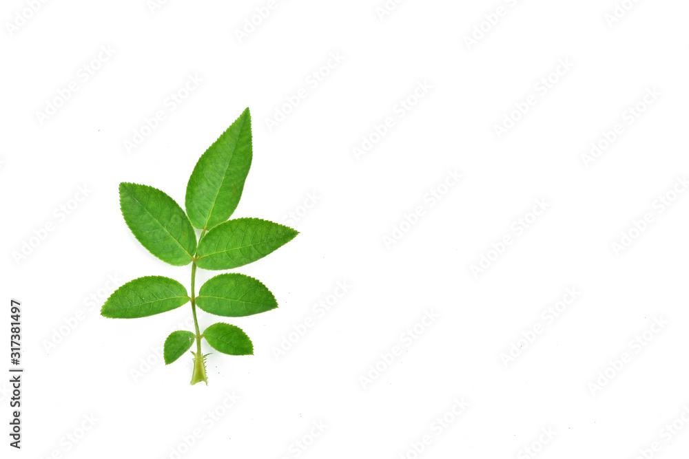 Green leaf of rose isolated on white