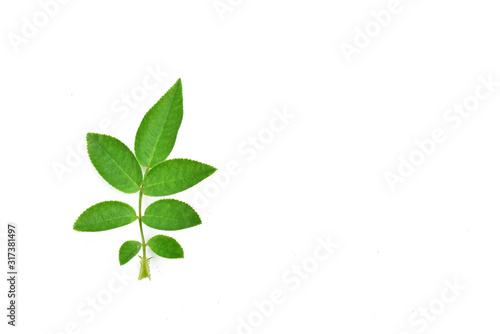 Green leaf of rose isolated on white © หอมกลิ่น กล้วยไม้